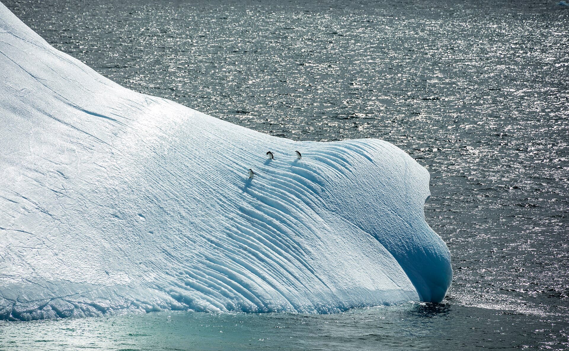 Chinstrap penguins (Pygoscelis antarctica) , Deception Island , South Shetland Islands , on an iceberg.