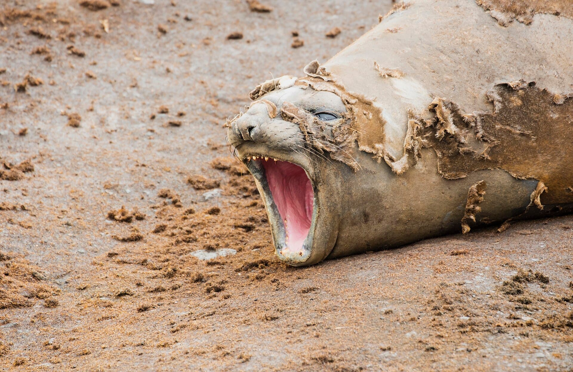 Southern elephant seal ( Mirounga leonina ) , Hannah Point , Livingston Island , South Shetland Islands