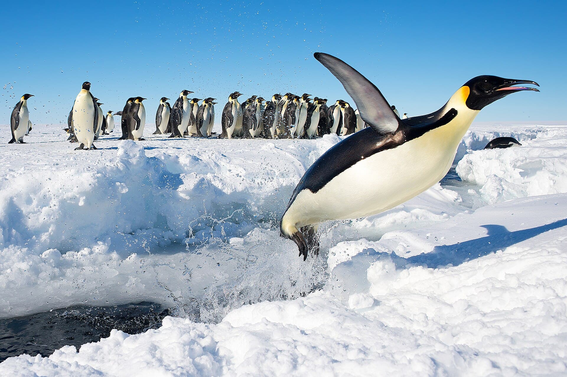 Fauna antártica. Fotografía de Christopher Michel